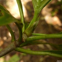 Timonius flavescens (Jacq.) Baker